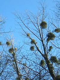 Arbres de Suisse romande Arbre dans la région de Cossonay au-dessus dune rivière