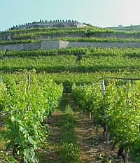 Les vignes du Lavaux, le Léman, les Préalpes et les Alpes vues depuis Lutry